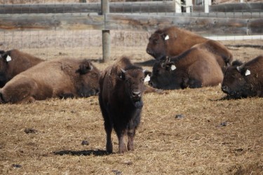 Bison calves made the trip south to Blackfeet Nation reserve land
