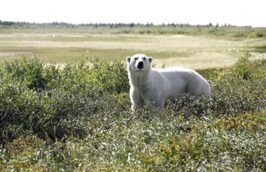 Tourists can get as close as 200 feet to the polar bears. (Photo: Churchill Wild