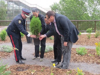 A cedar tree is planed in the Medicine Wheel Garden at Shaw Conference Centre